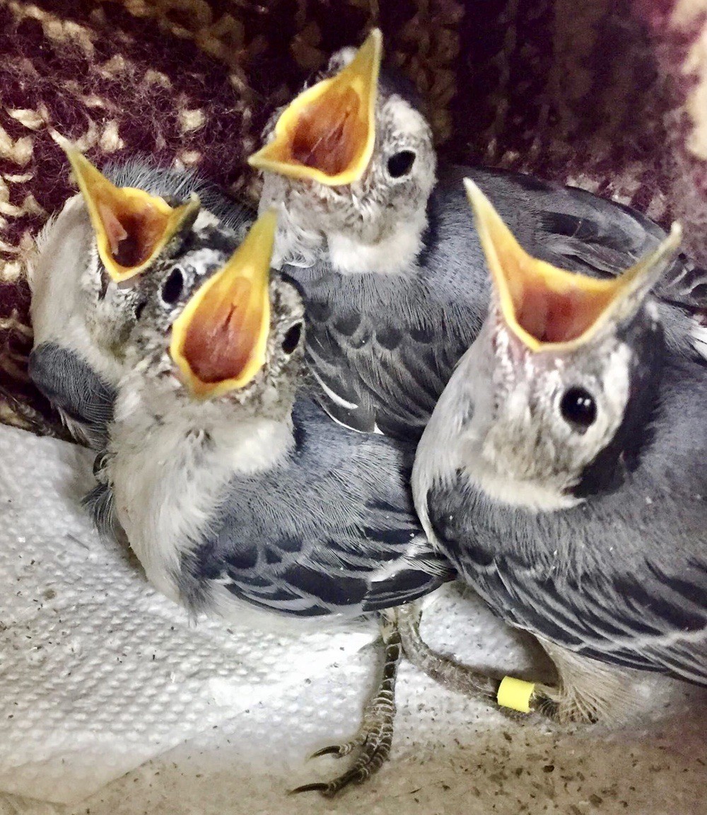 White-breasted Nuthatch nestlings at 4 wks by Andrea Aiuto, Bird Center of Michigan; permission required for use.
